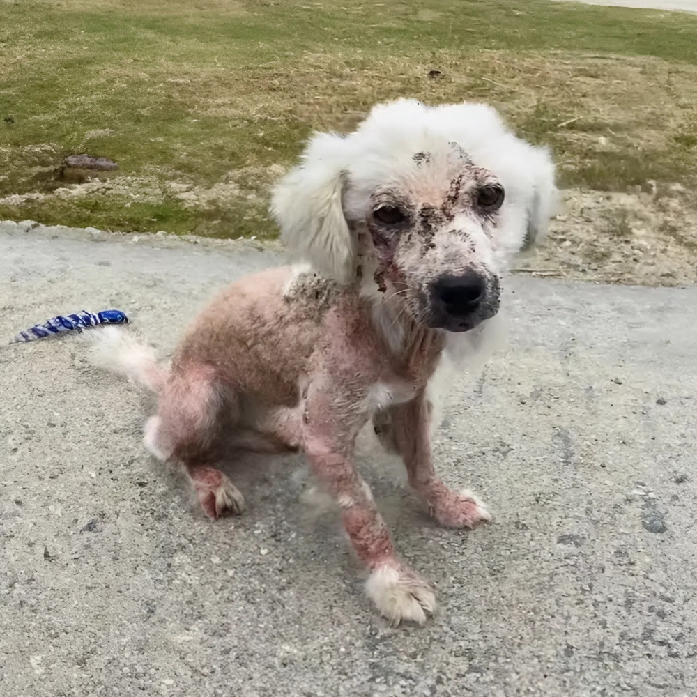 Abandonado, cubierto de heridas malolientes y supurantes — ya no tenía fuerzas para levantarse, solo se sentaba allí, como suplicando una última oportunidad _P