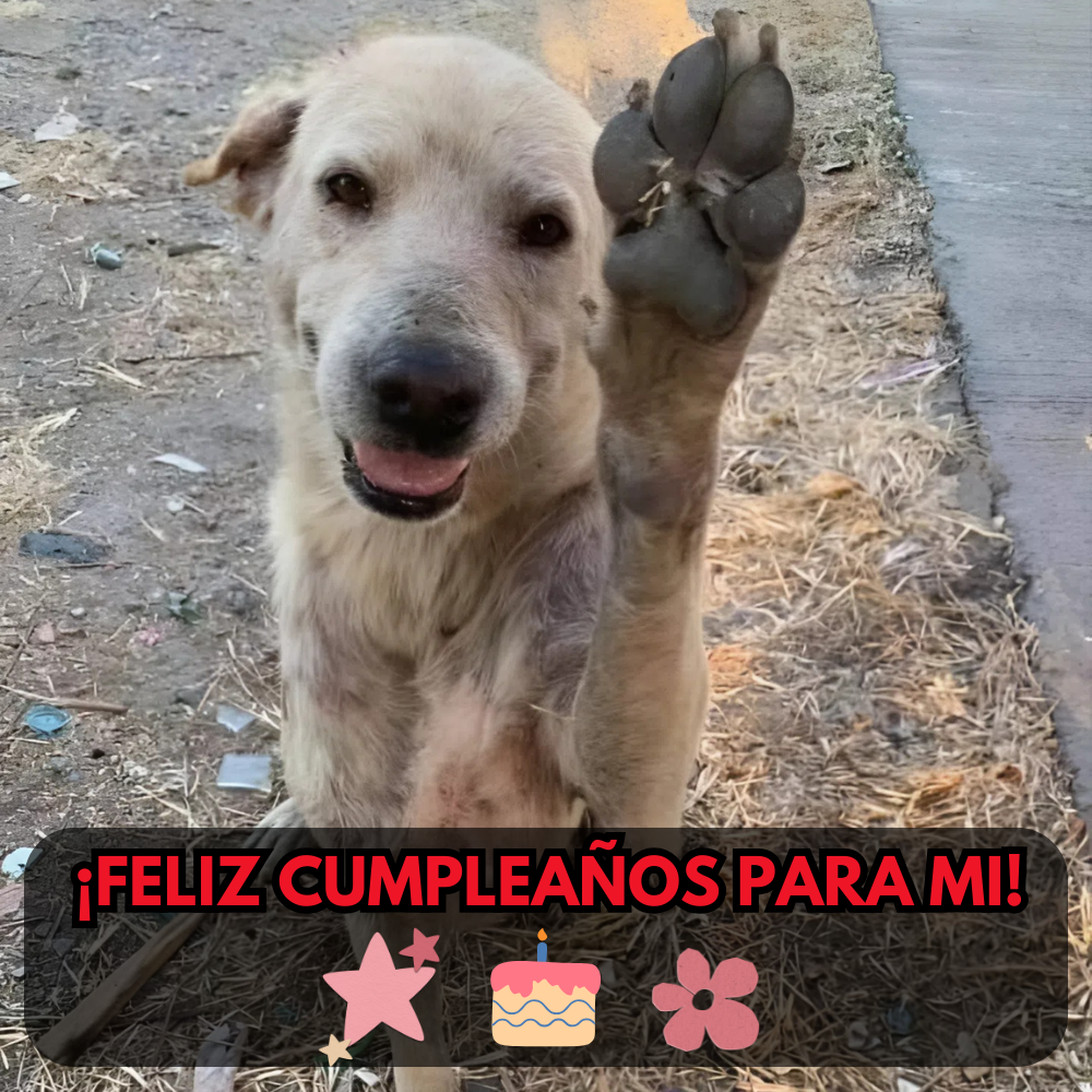 Primer cumpleaños después de ser rescatado — y eligió sonreírle a la vida _P