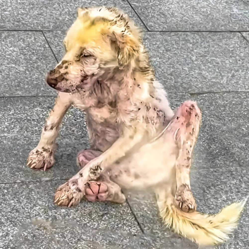 Abandonado en medio de la nada, cubierto de heridas — no podía caminar, pero aún se arrastraba hacia la vida _P