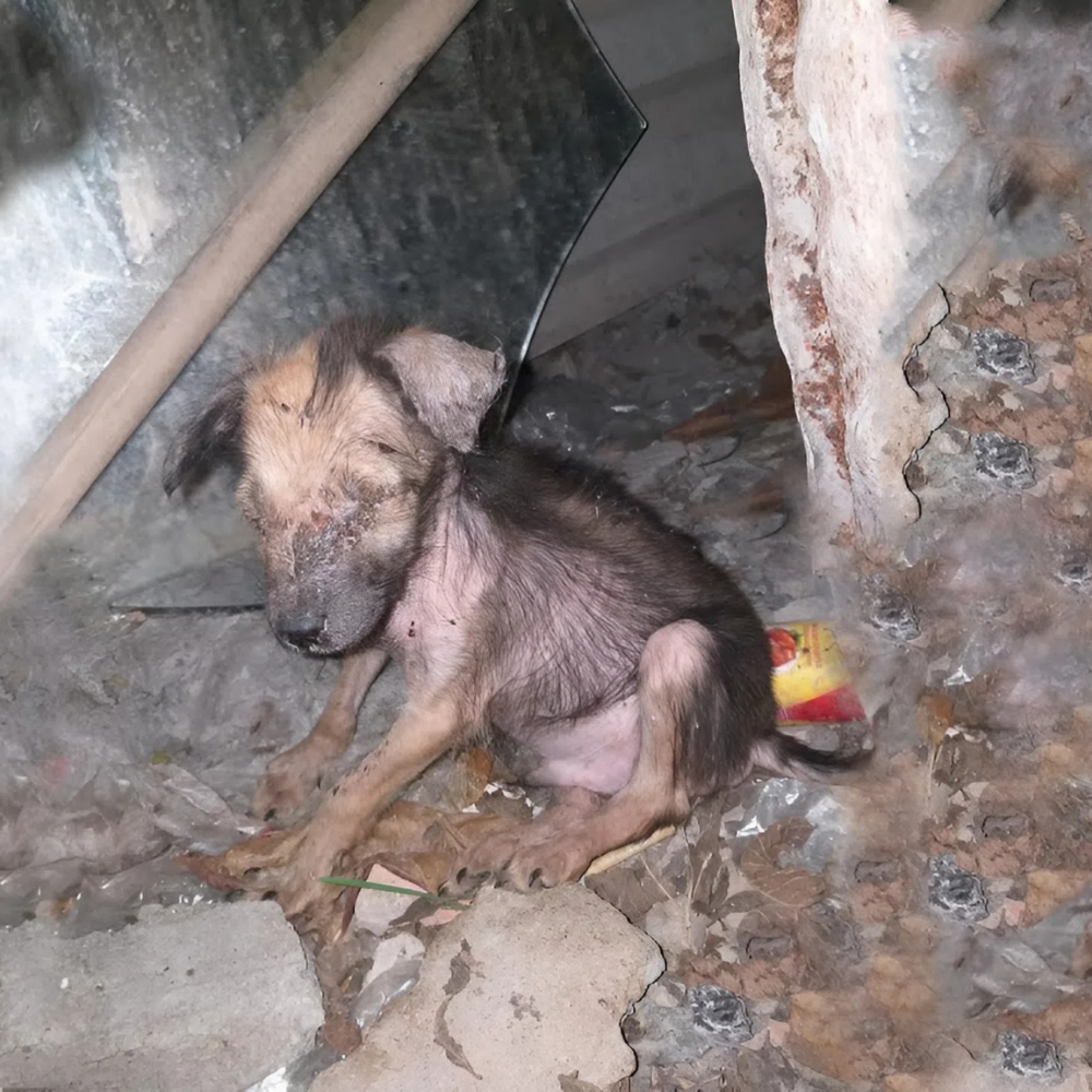 Alguna vez tuvo madre, tuvo hogar — pero ahora no queda nada. Su madre ha muerto y el dueño lo arrojó a la calle. Para el mundo, solo es algo que se ha tirado _P
