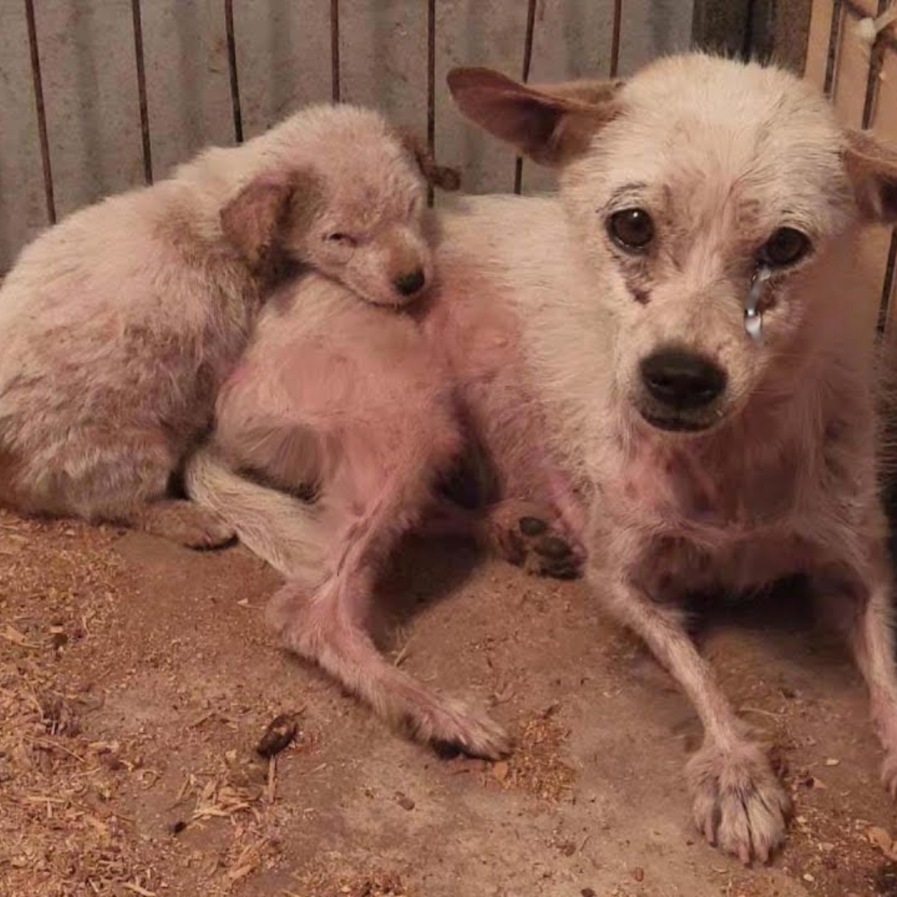 Una cabeza apoyada, una mirada silenciosa — y toda una historia de supervivencia en la desesperación, contada por una madre y su cachorro en un mundo que las desechó _P