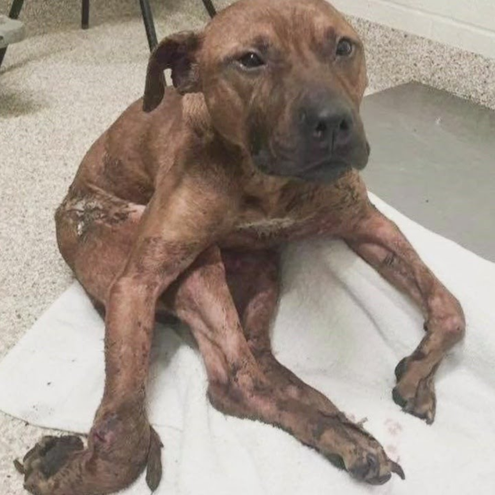 El perro fue arrojado al incinerador, brutalmente maltratado hasta que su cuerpo quedó destrozado — sin nada más que agotamiento, dolor y apenas un rastro de vida _P