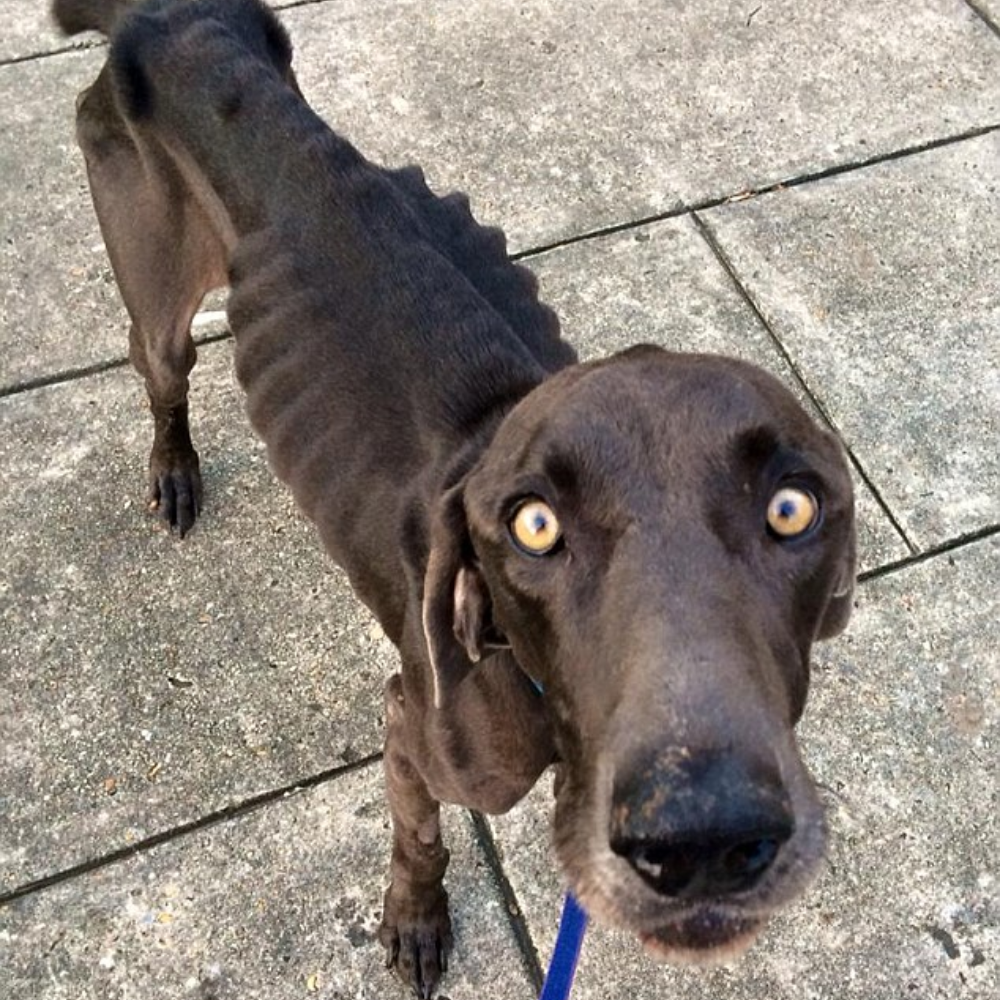 Su cuerpo estaba tan demacrado que ya no parecía un perro — estaba al borde de la muerte, con el estómago hinchado y tuvo que someterse a una cirugía de emergencia para sobrevivir _P