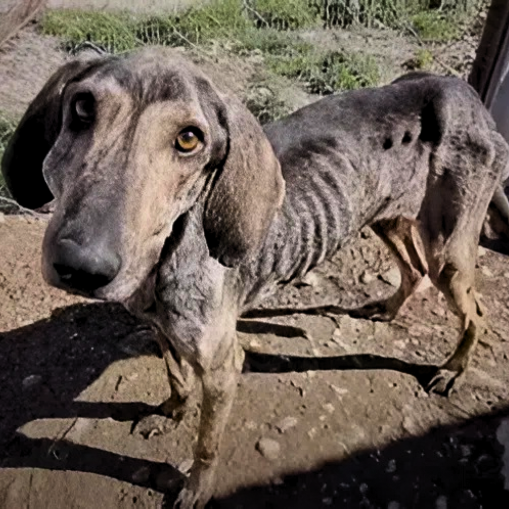 El perro fue arrojado en un lugar desolado, con el cuerpo débil y muriéndose de hambre — ahora vive días de sufrimiento, atormentado por el dolor de haber sido abandonado _P