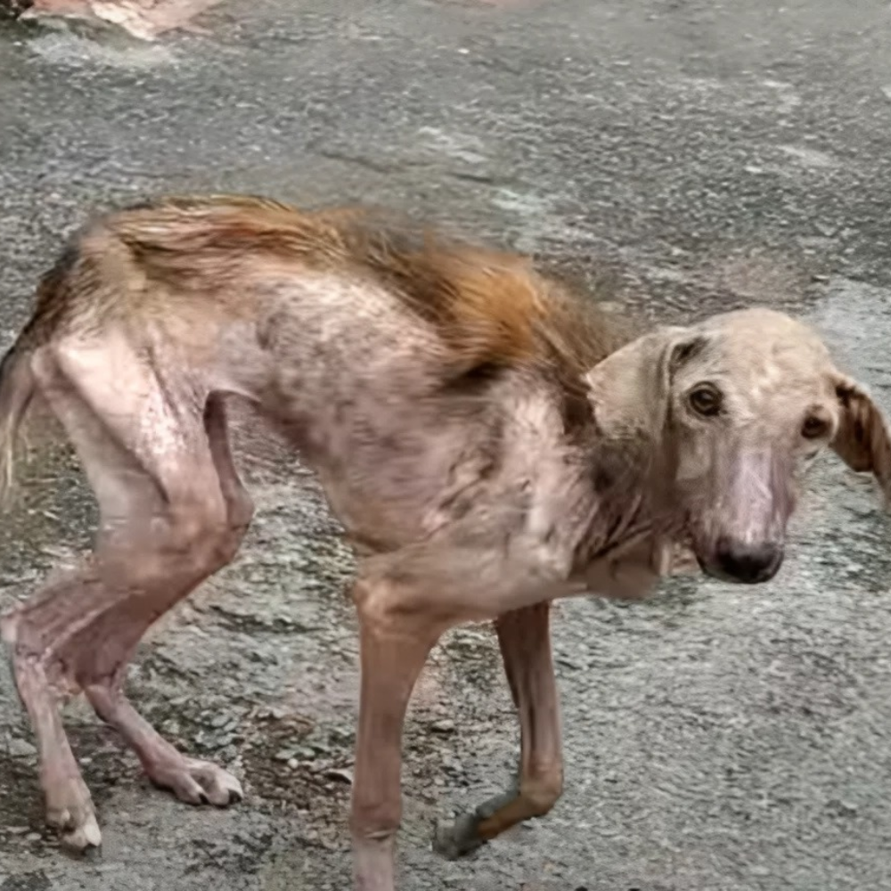 No fue rescatado — simplemente aún no ha muerto tras días de hambre, abandono y una indiferencia tan brutal que lo convirtió en un cuerpo que respira, pero ya no vive _P