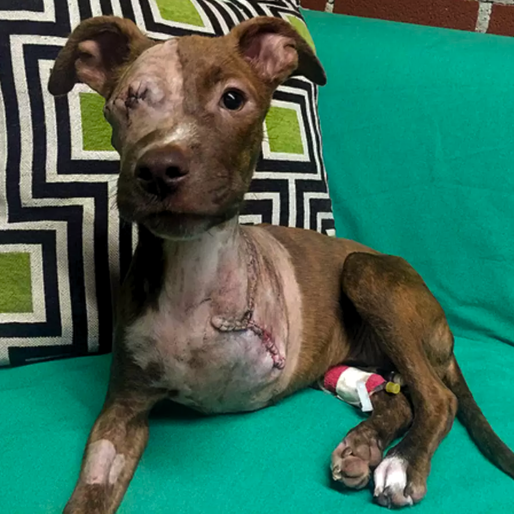 Ya no tenía forma de perro — le cortaron la pierna con un cuchillo, le arrancaron el ojo, y aun así seguía deseando ser amada… _P