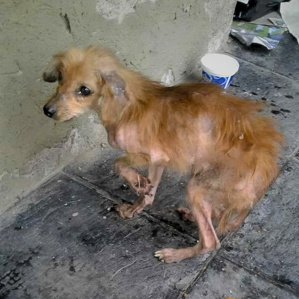 Un perro enfermo y débil que había sido abandonado y vagaba sin hogar — el milagro llegó cuando fue adoptado y finalmente tuvo una vida mejor _P