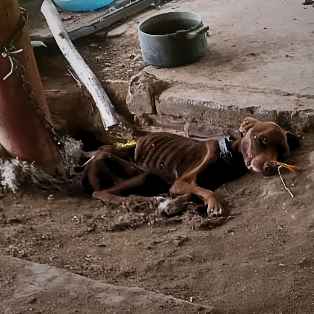 El perro estaba encadenado dentro de una jaula sucia, tan hambriento que llegó a la extrema debilidad — y vivía solo para ser una herramienta de lucro para su dueño… _P