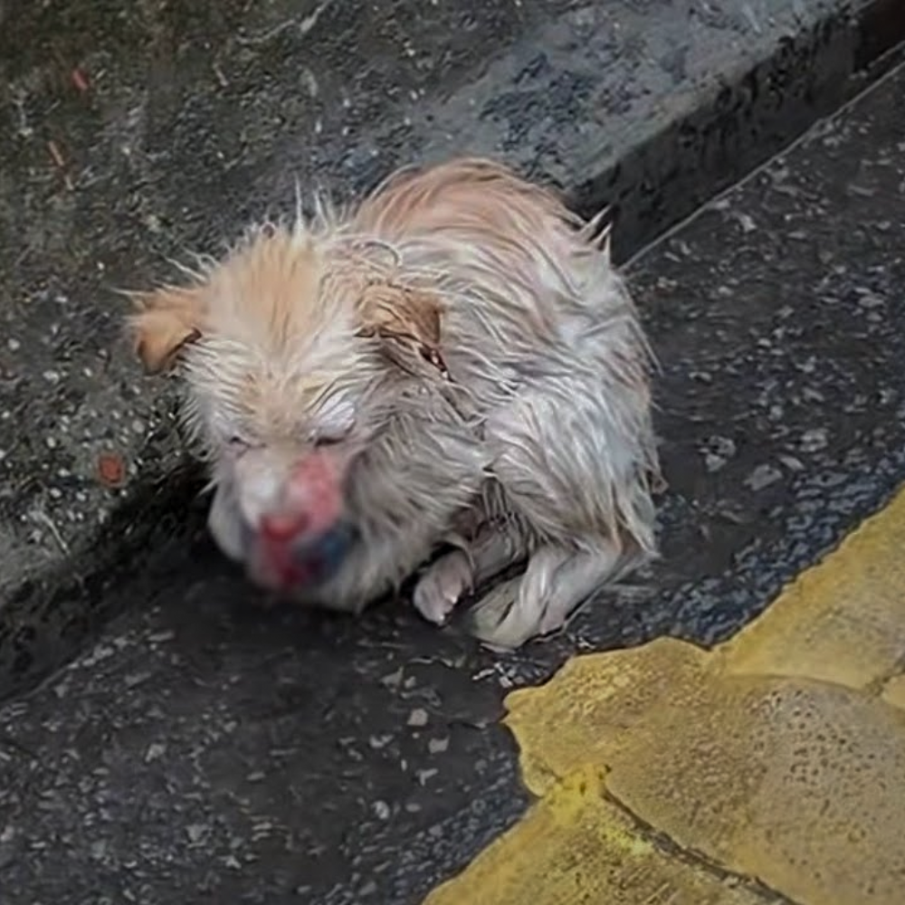 El perro fue atropellado en la carretera, con la cara ensangrentada, temblando de frío y dolor — pero aún gritaba con desesperación, esperando que alguien lo ayudara _P