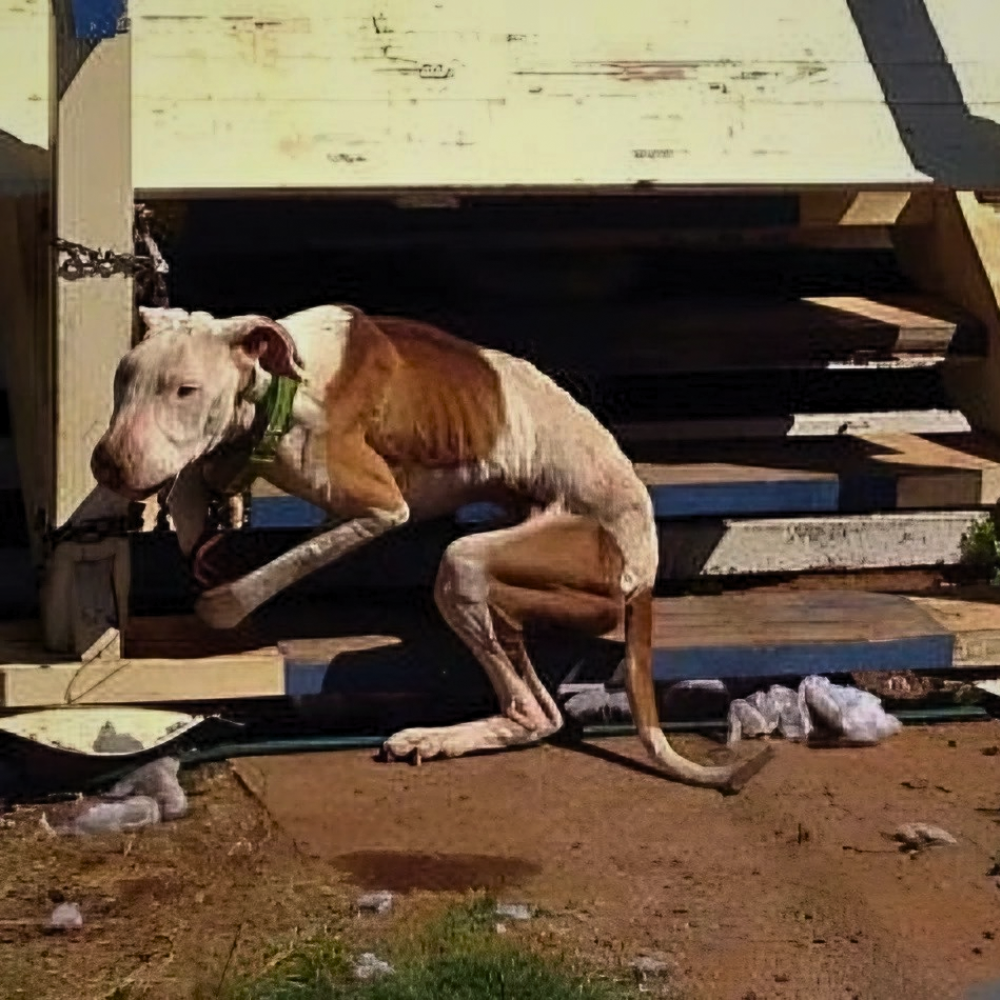 El perro estaba encadenado a un poste, tan demacrado que no podía mantenerse en pie — viviendo entre basura y sufriendo hambre constante _P