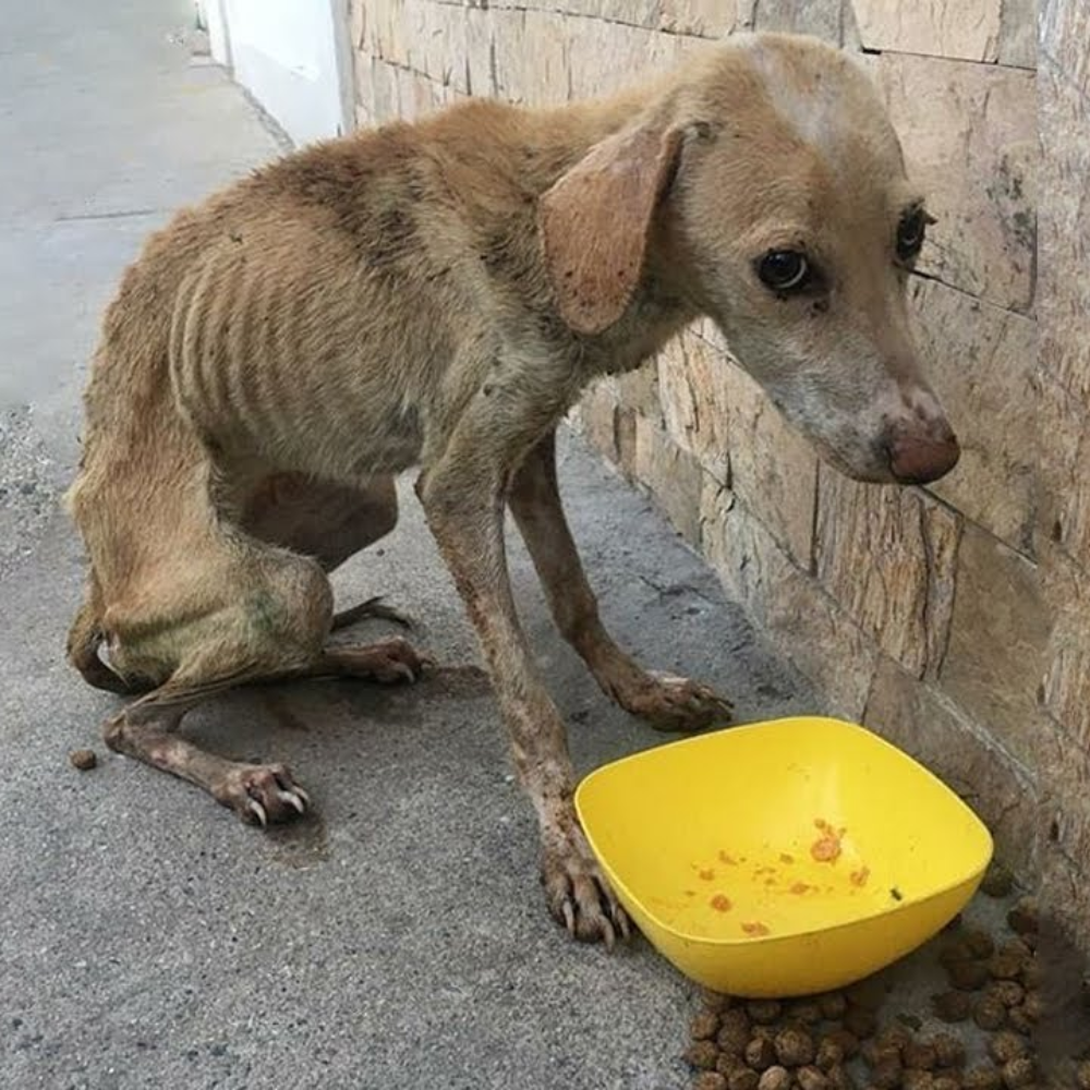 El perro fue abandonado al borde de la carretera, hambriento hasta quedar en piel y huesos — viviendo solo en miedo y dolor, olvidado por todos _P