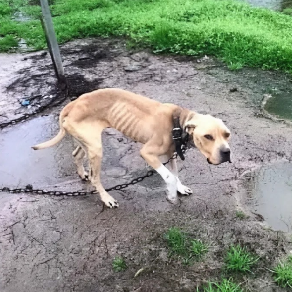El perro estuvo encadenado en el barro durante cinco años, aislado y hambriento, con el cuerpo reducido a piel y huesos — viviendo solo con una tristeza interminable _P