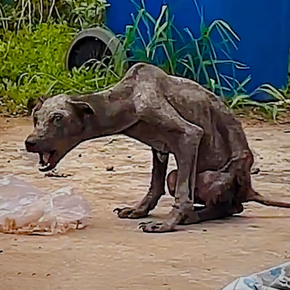 El perro fue completamente abandonado, vagando entre basura, tan demacrado que ya no parecía un perro _P