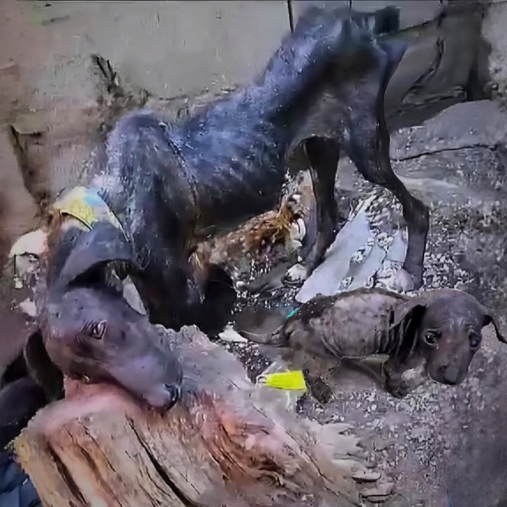La perra vivió toda su vida en el patio trasero, hambrienta, enferma y sin cuidados — y solo cayó cuando supo que su último cachorro había sido rescatado _P