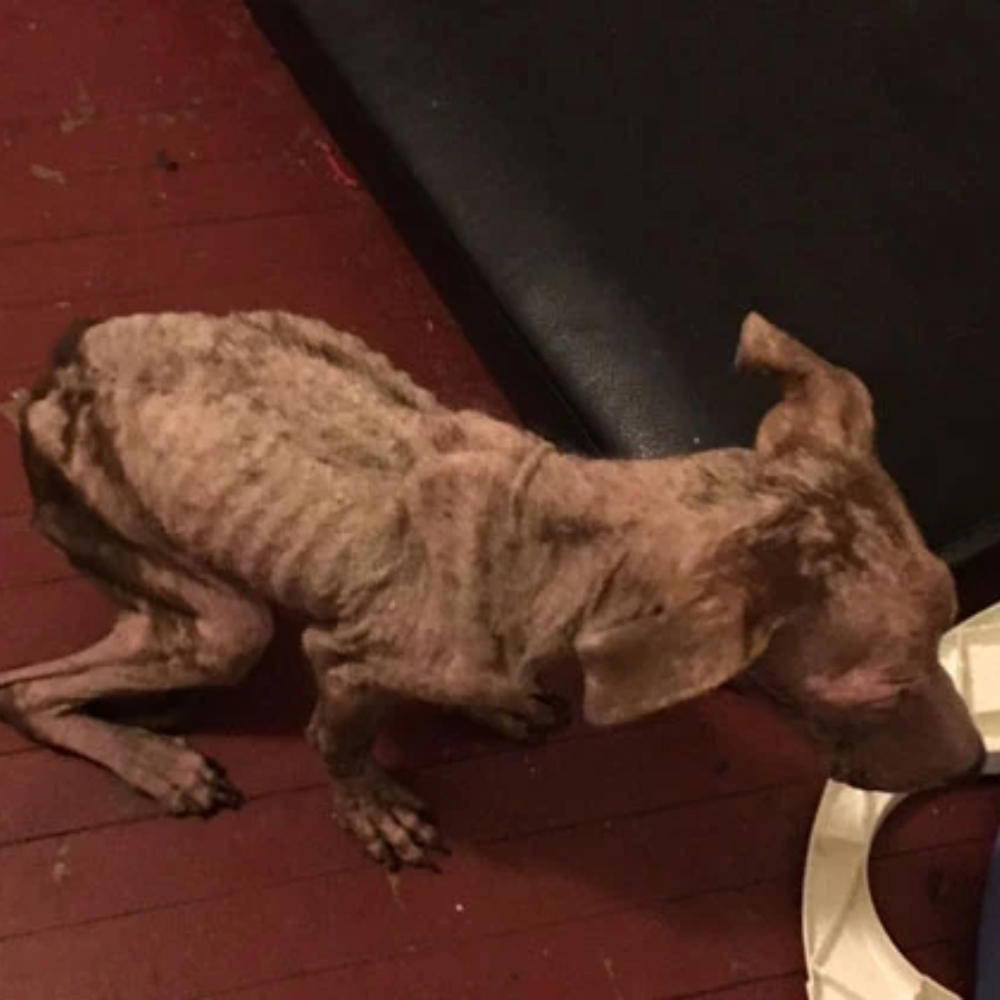 El perro fue abandonado en un apartamento vacío, sin comida ni agua — encontrado en un estado débil y extremadamente demacrado _P