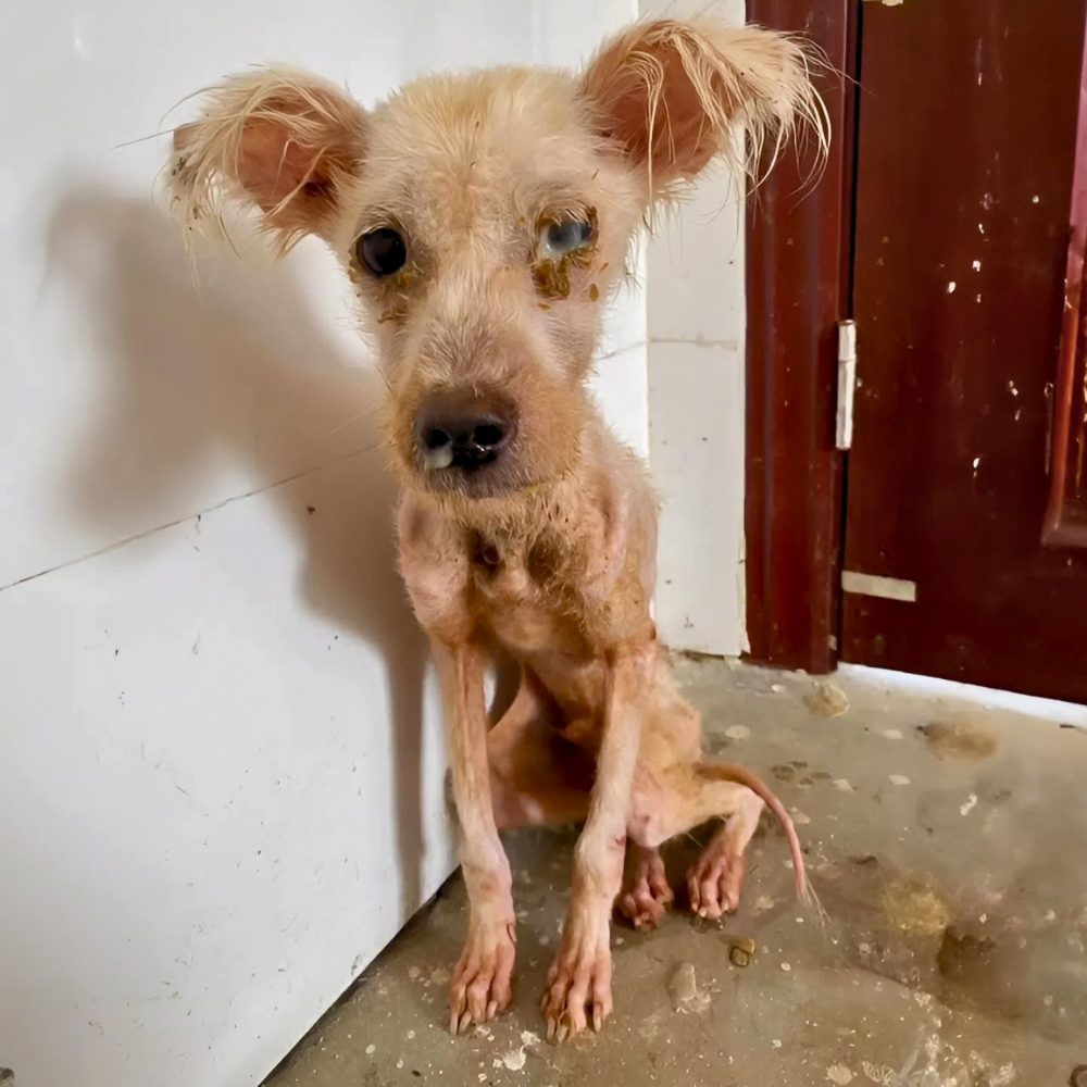Un perro delgado y débil, abandonado en un estado de agotamiento extremo, con el intestino obstruido, incapaz de comer — muriendo lentamente en el dolor… _P