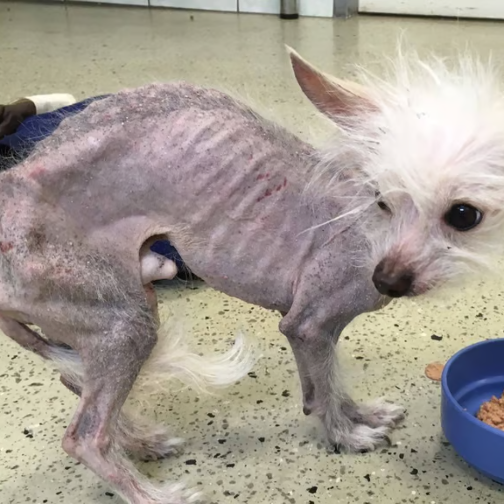 El cachorro era solo piel y huesos, tan hambriento que estaba extremadamente demacrado — a solo unos días de morir si no lo rescataban _P