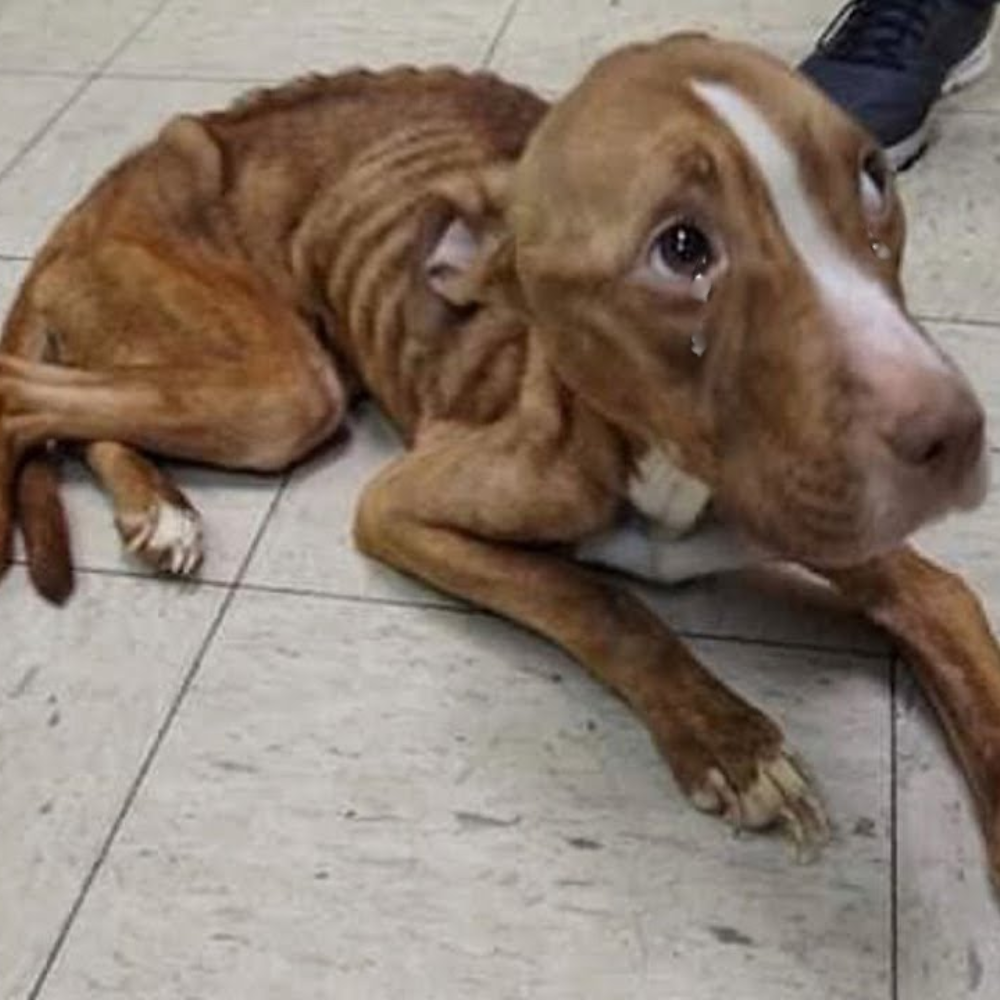 Un Pit Bull abandonado, reducido a piel y huesos, tambaleándose por las calles como si estuviera muriendo — sin ser visto, sin ser tocado, sin ser querido _P