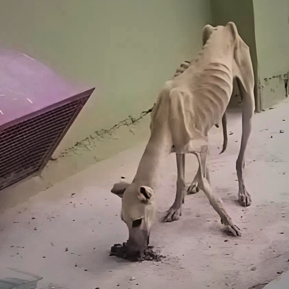 Un perro reducido a piel y huesos, ahuyentado por las personas, sobreviviendo meses de hambre y abandono _P