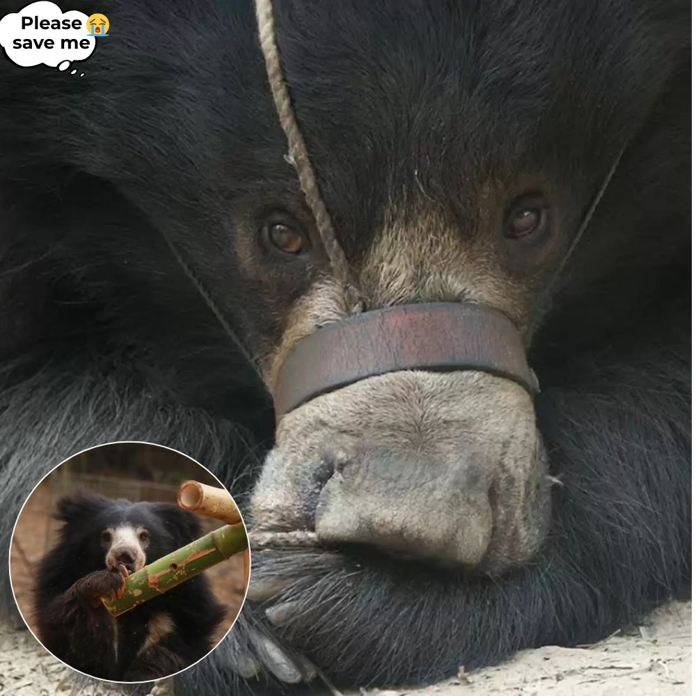 JOURNEY FROM DESPAIR TO FREEDOM! The bear who was chained and beaten and lived in the darkness, deprived of his freedom for many years, was finally freed by the warm hearts, full of love and compassion. Now he silently thanks his heroes .q