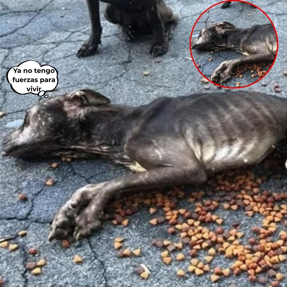 “Demasiado débil para comer el último bocado… su cuerpo se desplomó ante la frágil esperanza” Entre las partículas de comida esparcidas y el silencio de la calle, ese ángel inocente falleció hambriento, con dolor y solo, recordándonos lo doloroso que puede ser el abandono .q