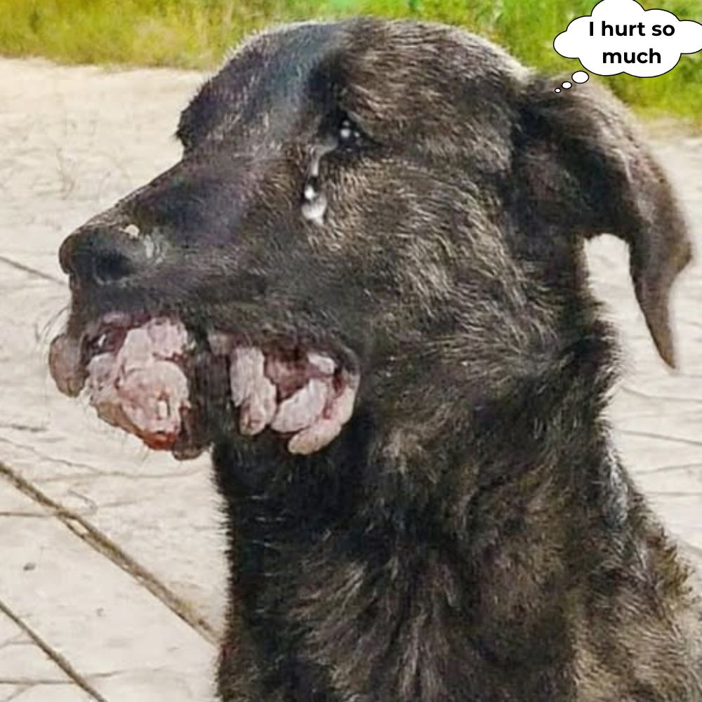 “He esperado tantos años solo por un poco de cariño…” Durante años, sufrió burlas y dolor. Tras sus ojos llenos de lágrimas, se escondía un sufrimiento indescriptible. Este pobre perro, atormentado por un tumor, solo podía soportar la situación en silencio, esperando un milagro de bondad humana .q