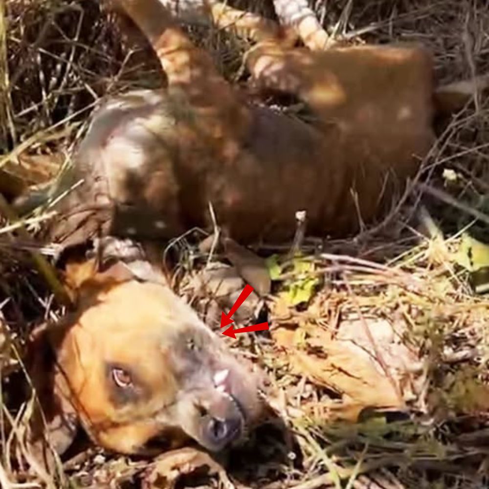“Por favor, sálvame, me duele mucho…” Abandonado en medio de un campo desolado, su frágil cuerpo yacía entre las hojas secas… Con los ojos rotos y su último aliento de esperanza, este inocente perro aún suplicaba en silencio un poco de amor antes de que la oscuridad lo envolviera .q