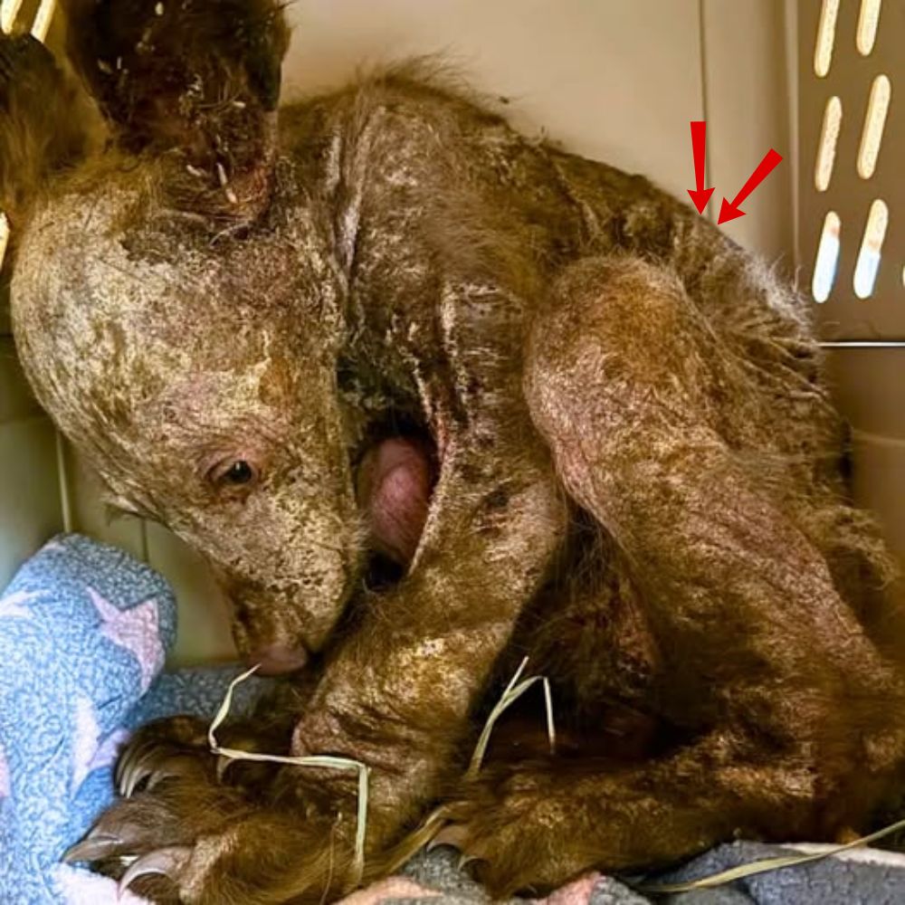 “¿Por qué estoy tan solo? Por favor, dame un poco de amor…” En medio de la oscuridad del dolor y la enfermedad, este pobre perro de cuerpo demacrado y sarnoso aún anhela un abrazo salvador, un poco de amor, una razón para seguir viviendo .q