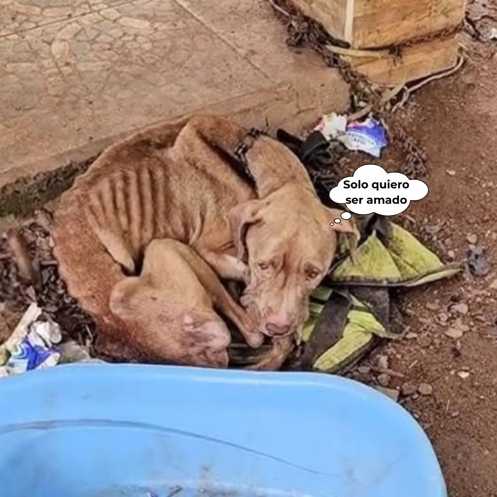 La imagen de un perro pobre y hambriento, acurrucado en la basura, con el cuerpo reducido a piel y huesos… Sus ojos desesperados parecían susurrar: “Por favor, no me abandones más, solo quiero vivir…” .q