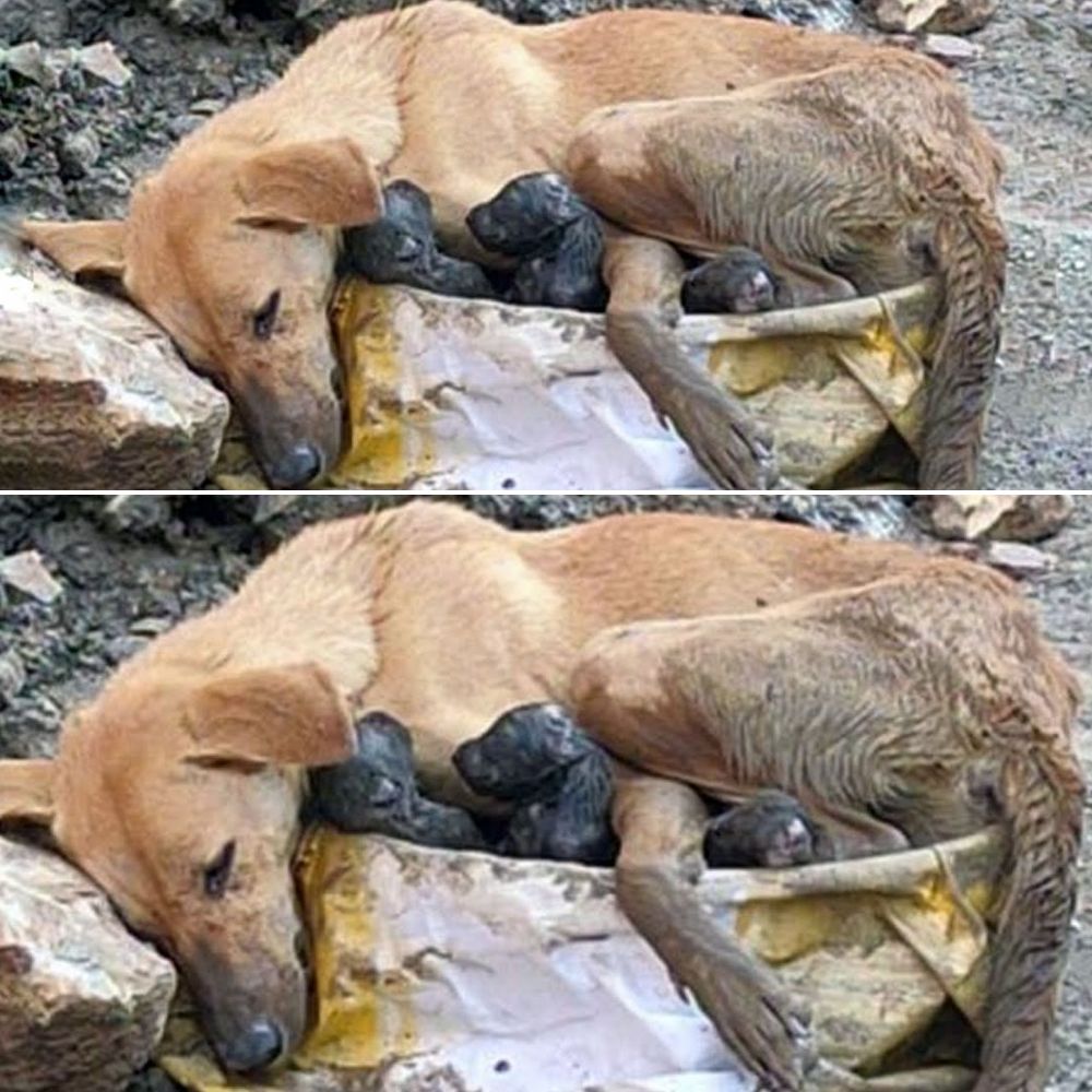 “Por favor, déjame morir por mis hijos…” En una jaula destrozada sobre el suelo frío y rocoso, la delgada madre aún intentaba sostener a sus cachorros recién nacidos. Incluso al borde de la muerte, la madre los protegió con su último aliento hasta que fueron rescatados .q