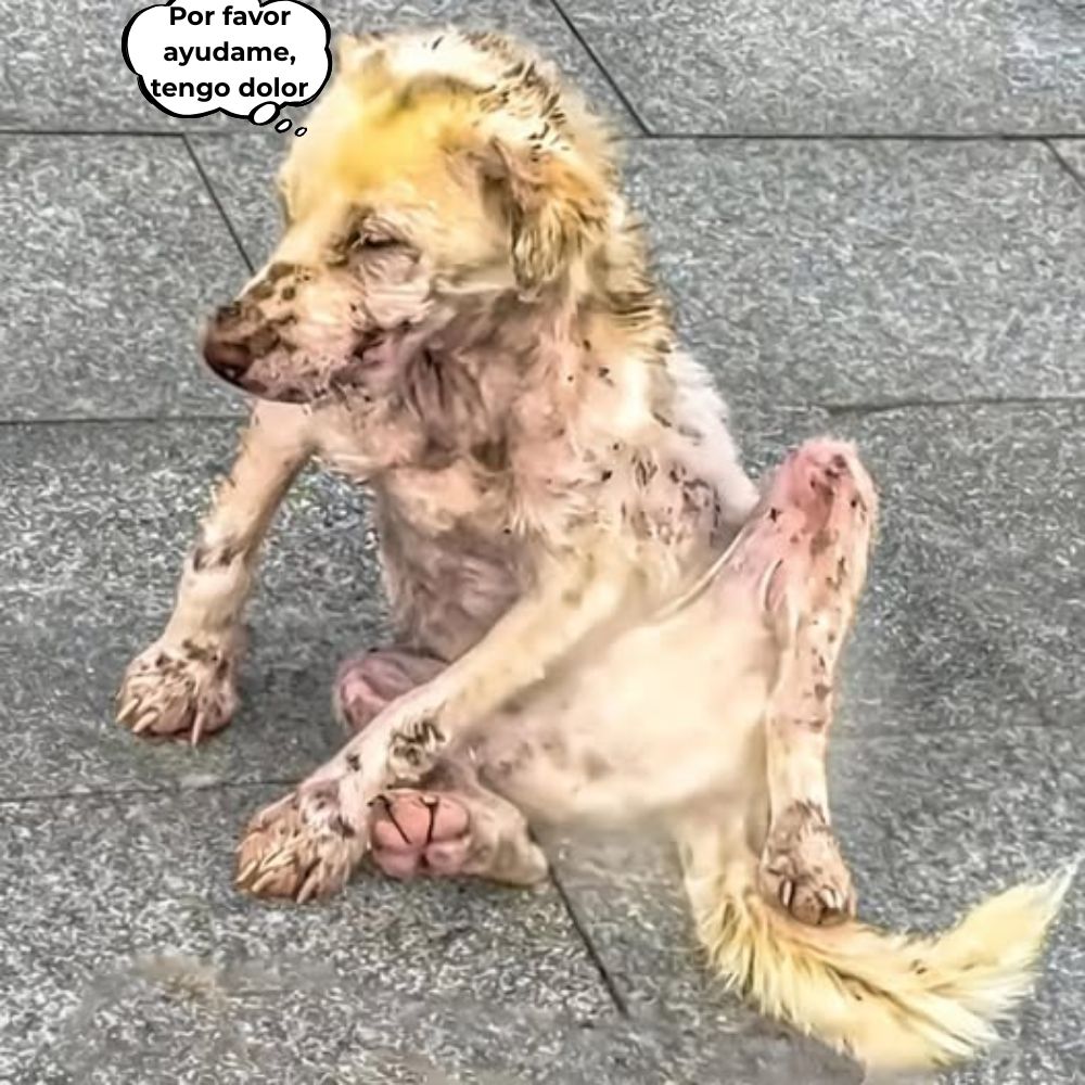 En medio del bullicio, este pobre perro permanecía sentado en silencio en un rincón, con el cuerpo demacrado, cubierto de heridas y los ojos como si hubiera perdido la fe en la vida. Ya no tenía fuerzas para ladrar, ni aliento para pedir ayuda, solo un silencio desesperado a la espera de un milagro .q