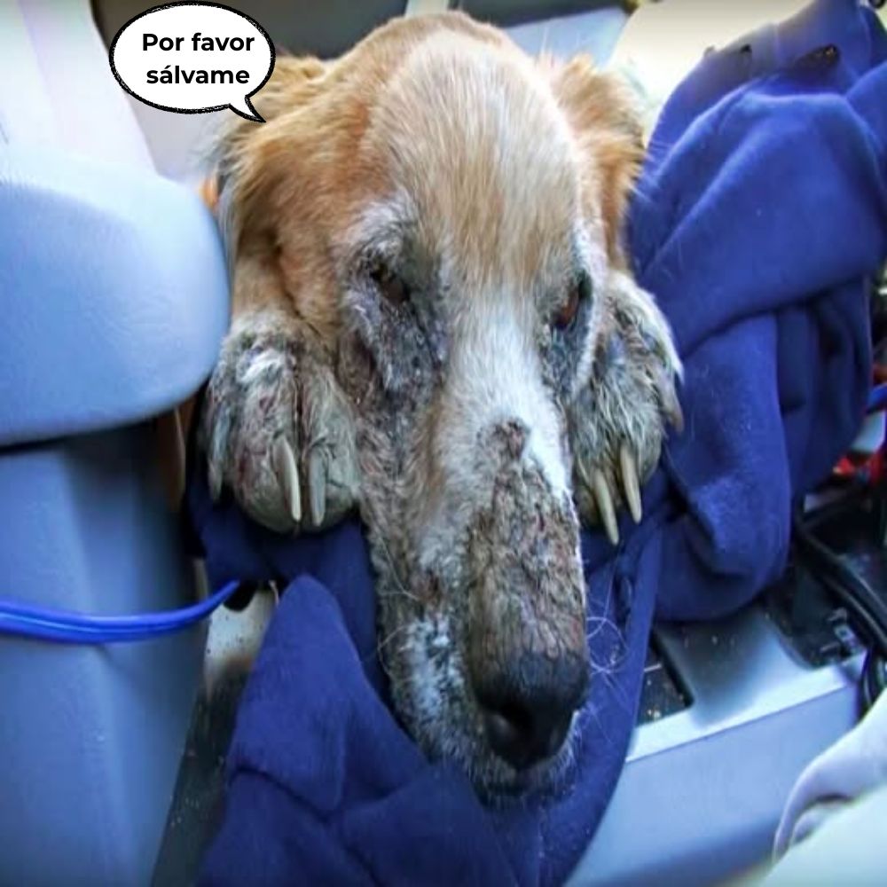 “Mi mayor sueño en la vida es ser amado…” En medio del dolor que atormentaba su cuerpo y con los ojos cerrados por la desesperación, este pobre perro aún intentaba contener su frágil aliento. Una criatura que una vez anheló ser acariciada, ahora solo tenía dolor y heridas en el rostro .q