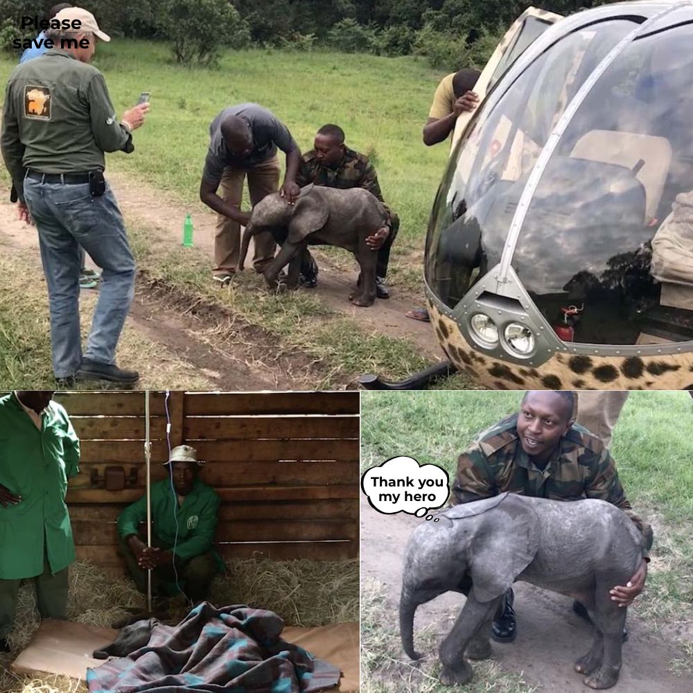 “Thank you for saving me…” A premature baby elephant orphaned in the wild has been rescued after losing its mother and trying to cling to the arms of humanity. Born too early to survive on its own, the elephant’s body was weak, but thanks to a daring helicopter rescue, the elephant now has a second chance at life .q