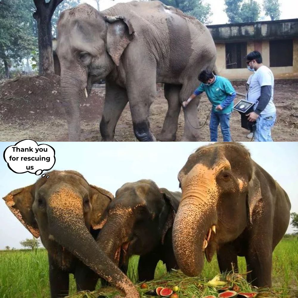 “Thank you for rescuing us and giving us freedom….” The Heartbreaking Yet Inspiring Journey of Rescued Elephants — After months of being beaten, chained, and left in silent, suffering, these gentle giants have finally found healing, freedom and joy .q