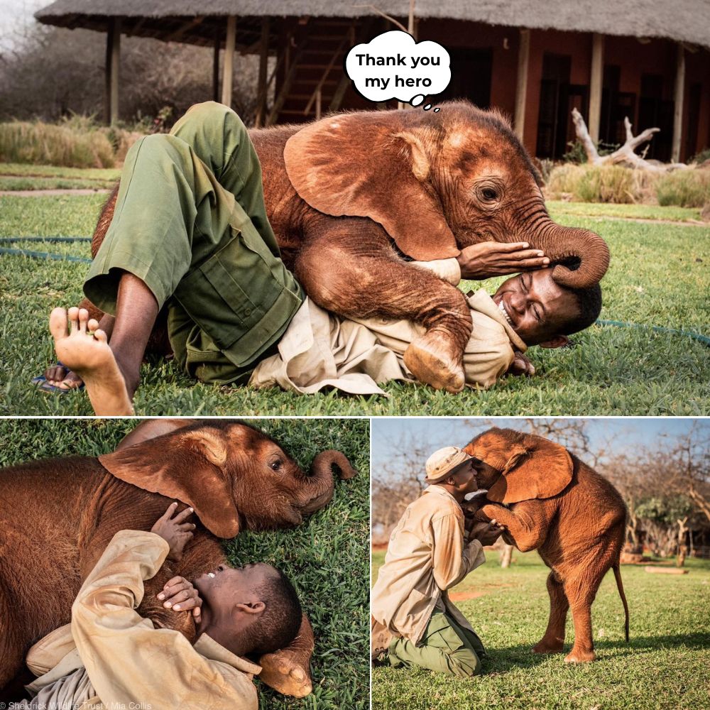 “Thank you my hero….” The orphan’s hug moved the world, after losing his mother in tragedy, the little baby elephant found shelter in the arms of its caregiver — a sentiment so pure it reminds us that love knows no species, it only comes from the heart .q