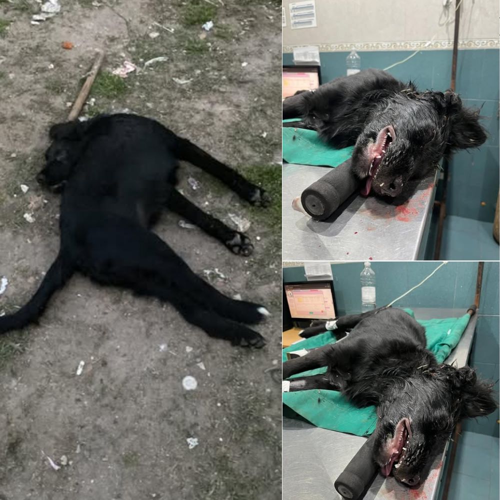 “¿Por qué este mundo es tan cruel con almas tan leales e inocentes…?” En medio de la tierra fría, una vida inocente respiró silenciosamente su último aliento, sus ojos cerrados por la injusticia, llevando consigo el dolor máximo y el deseo de vivir que nunca fue respondido, dejando solo un silencio asfixiante .q