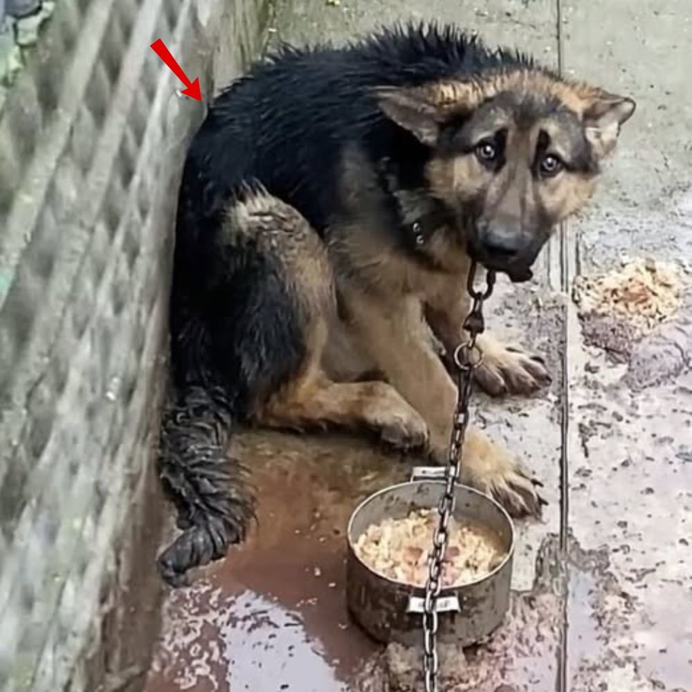 Encadenado firmemente en el frío rincón, este pobre perro solo podía acurrucarse, con los ojos húmedos mirando la vida con miedo y desesperación ante el dolor de estar preso. En sus ojos temblorosos se oía un grito silencioso de auxilio: “Por favor, sálvame, no quiero vivir toda mi vida encadenado y en la oscuridad” .q