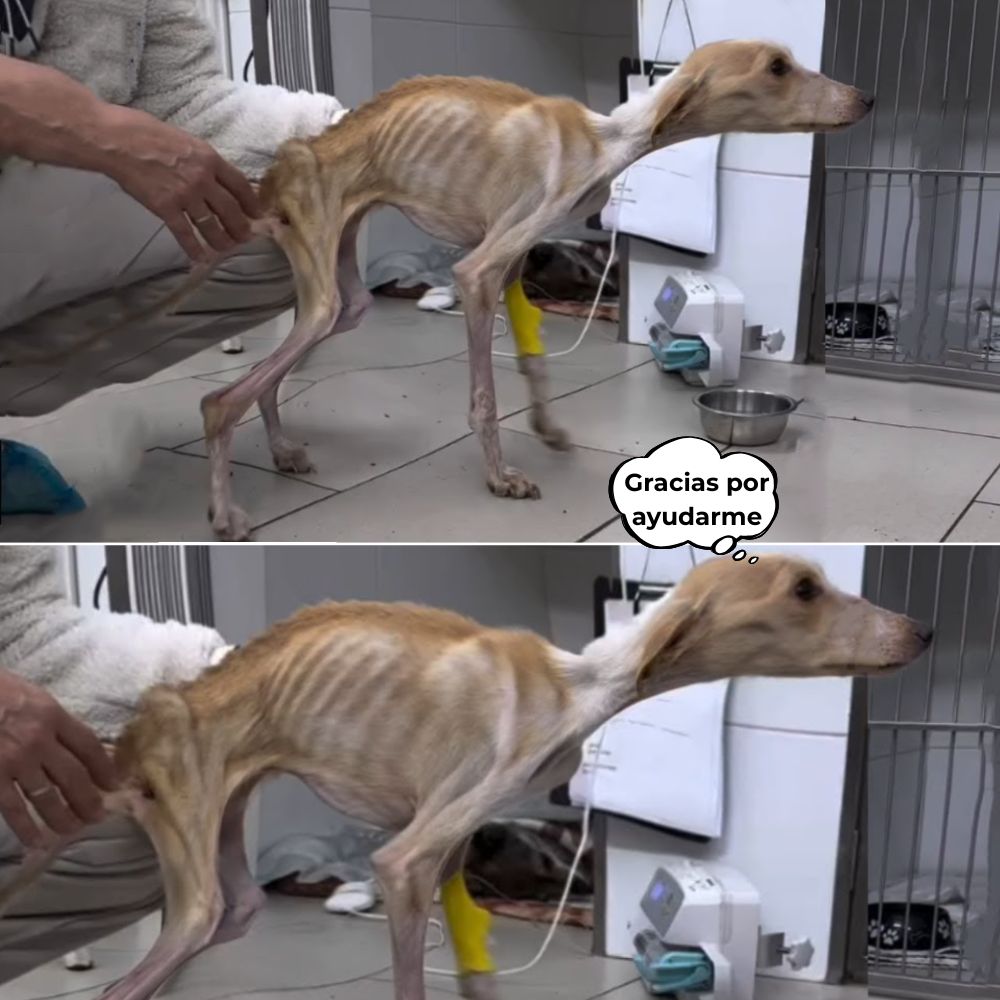 Con un cuerpo tan delgado como la piel y los huesos, este pobre perro aún intenta luchar por la vida. Sus patas tiemblan a cada paso, como si estuviera a punto de desplomarse, pero en sus ojos sin vida aún hay un rayo de esperanza: la esperanza de ser amado .q