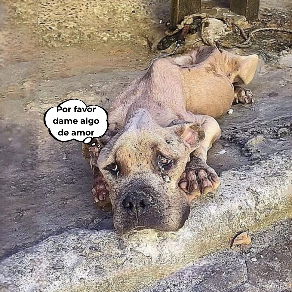 “Por favor, dame un poco de cariño, eso es lo que siempre he anhelado” Atado con cadenas, dejado sin comida y olvidado… con lágrimas corriendo por sus ojos cansados, este indefenso perro yacía en el suelo frío, suplicando silenciosamente el amor y la compasión que la vida le había negado cruelmente .q