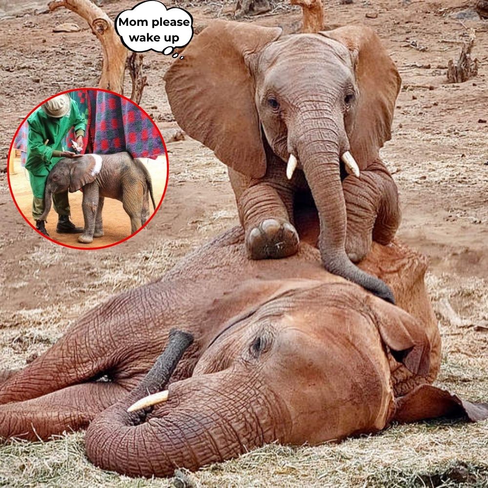In the last moments with his mother, the baby elephant sat on her cold body, whispering a tearful goodbye: “Mom, I’m here, wake up…” – A heartbreaking image of the pain of loss and sacred maternal love robbed by the cruelty of life .q
