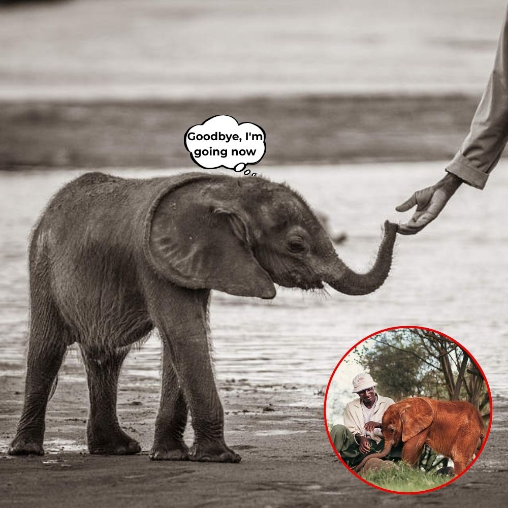 “Thank you my hero” Losing his mother too soon, the innocent baby elephant stretched out its tiny trunk to seek warmth, but what it grabbed was no longer its mother’s hand, but the protection of a stranger. A heartbreaking moment, where the sacred maternal love was taken away and human love became the only thread holding on to that fragile life .q