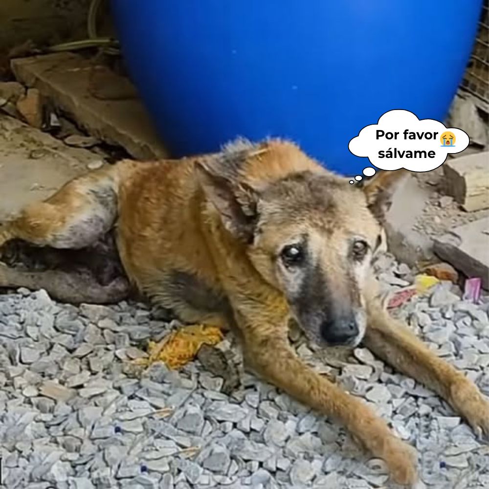“Por favor, dame una oportunidad de seguir viviendo…” Abandonado en un rincón oscuro, su delgado cuerpo temblando con su último aliento sobre la fría grava, los viejos ojos del perro aún intentaban buscar ayuda, brillando con una sola cosa: el deseo de vivir, de ser amado, aunque sea una última vez en su vida .q