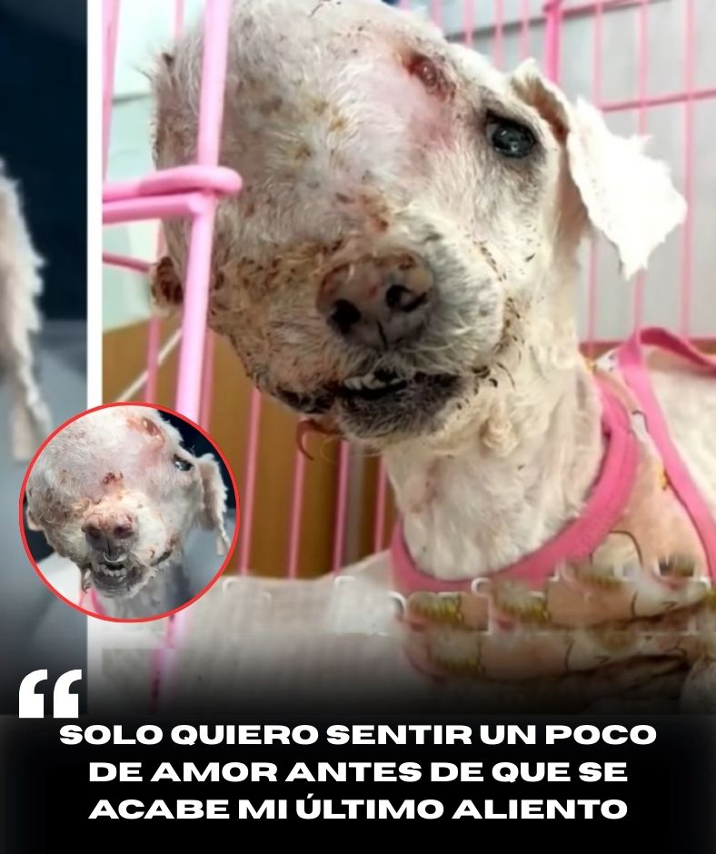 “Solo quiero ser amado antes de que sea demasiado tarde…” El pobre cachorro con la cara deformada por un doloroso tumor, lo estaba devorando lentamente pero sus ojos aún solo rogaban por una simple cosa: ser amado, aunque sea solo una vez en su vida .q