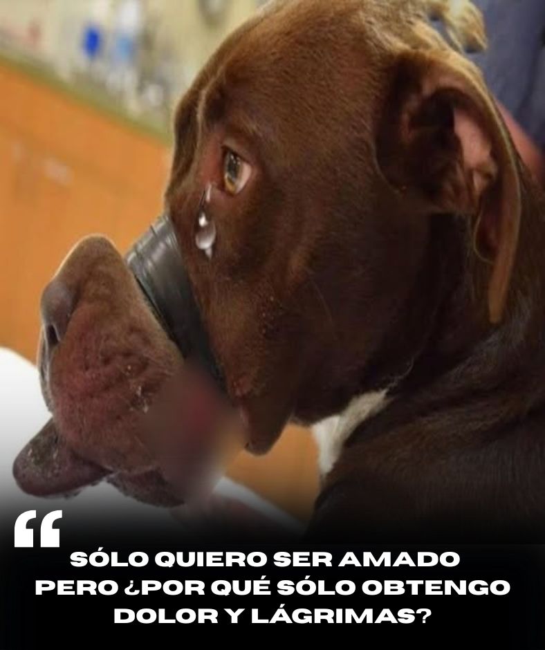 “Por favor, sálvame…” Las lágrimas corrían por el rostro de un alma inocente. Maltratado, con la boca amordazada hasta la asfixia, el perro solo podía soportar en silencio el inmenso dolor. Tras esos ojos húmedos se escondía un grito silencioso de ayuda, un frágil deseo de vivir en libertad, de ser amado .q