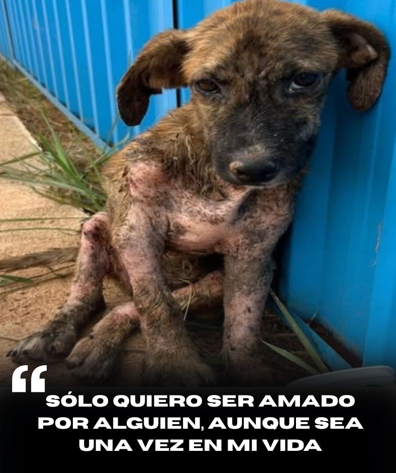 Abandonado por el dolor, el cuerpo flaco con la piel llena de heridas sangrientas, el perrito temblaba contra la fría pared. Sus ojos profundos y tristes parecían contener un cielo lleno de desesperación, solo esperando una mano compasiva que le diera la oportunidad de sobrevivir y conocer el amor .q