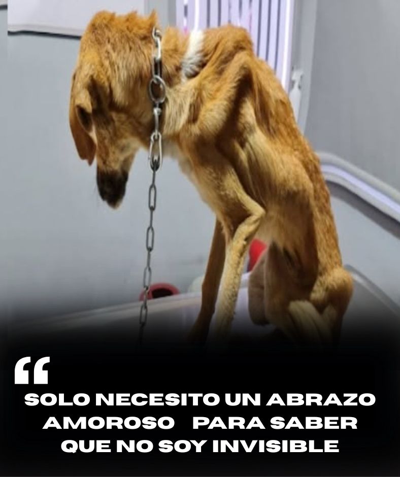 Syrouz, el perro que una vez fue flaco, con ojos llenos de dolor y desesperación, pasó largos días en la oscuridad y con un dolor extremo. Pero fue el amor y la compasión lo que le abrió las puertas a una nueva vida, permitiéndole conocer la felicidad .q