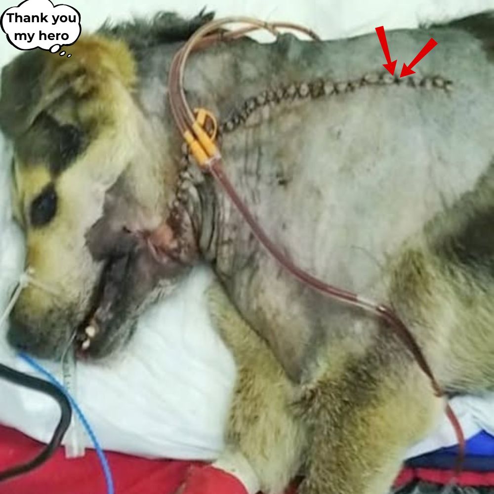 “Tal vez acabo de volver del borde de la muerte…” El pobre perro acababa de pasar por una cirugía estresante donde fue cosido de la cabeza a los pies, tratando de aferrarse a la vida con un dolor insoportable. La dolorosa lucha de este valiente perro por sobrevivir fue un grito silencioso que atravesó los corazones de todos los que lo vieron .q