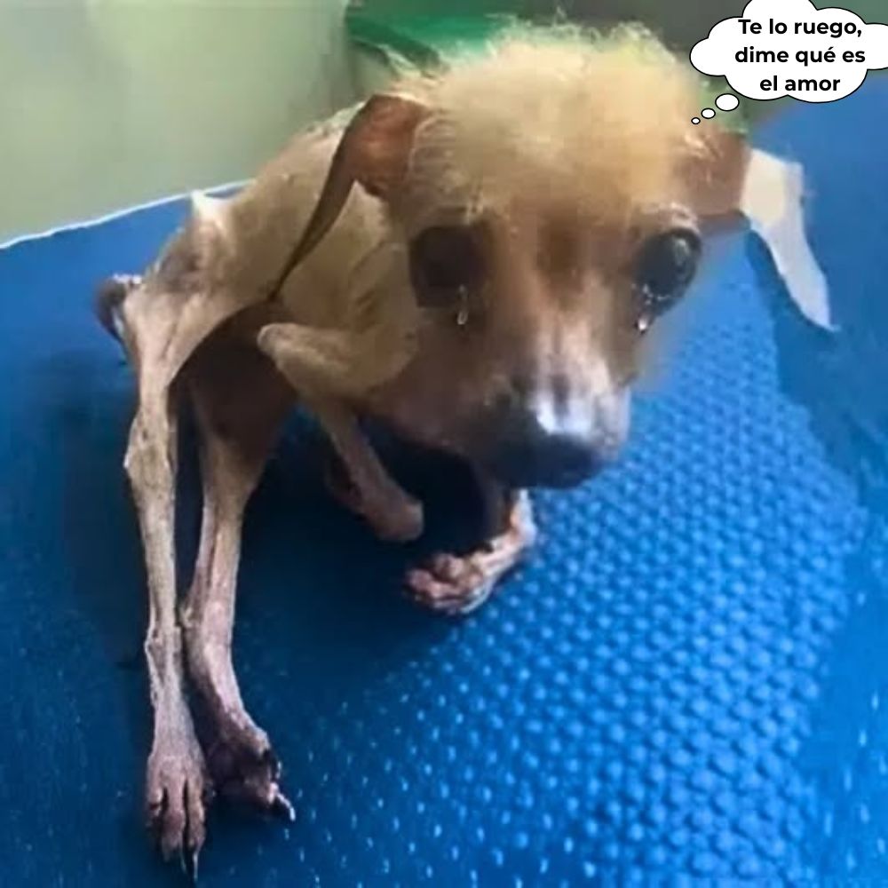 “Te lo ruego, por favor dame lo que es el amor…” Piel y huesos, lágrimas corriendo por su rostro demacrado, este pequeño perro estaba sentado temblando sobre la mesa fría: una imagen desgarradora de sufrimiento y abandono, suplicando en silencio al mundo que le concediera el amor y la compasión que nunca había conocido .q