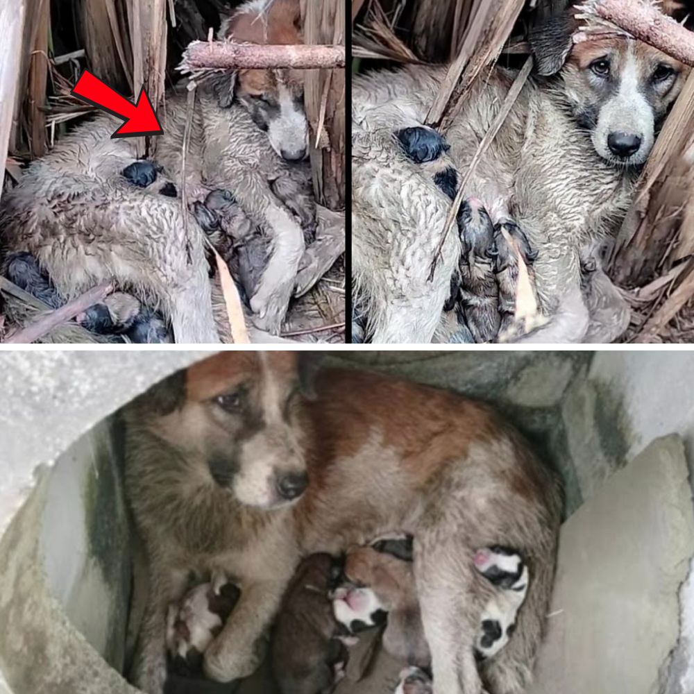 “La mirada llena de lágrimas y el duro camino de una perra madre con sus cachorros sin refugio frente a la indiferencia de las personas.” .Ni