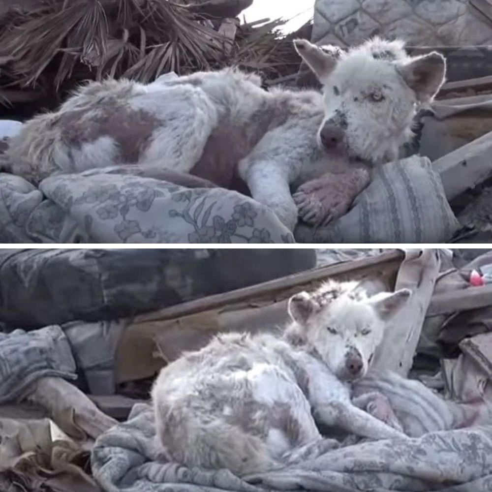 “Por favor, acógeme una vez más: un perrito abandonado entre la basura tiembla mientras busca comida en el frío montón de desechos, esperando una mirada de compasión.” .Ni